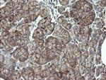 PHF7 Antibody in Immunohistochemistry (Paraffin) (IHC (P))