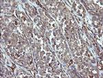 PHF7 Antibody in Immunohistochemistry (Paraffin) (IHC (P))