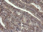 PHF7 Antibody in Immunohistochemistry (Paraffin) (IHC (P))