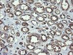 PHF7 Antibody in Immunohistochemistry (Paraffin) (IHC (P))
