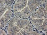 PHF7 Antibody in Immunohistochemistry (Paraffin) (IHC (P))