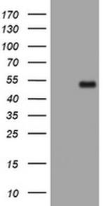 PHF7 Antibody in Western Blot (WB)