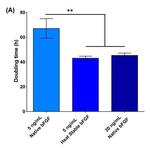 Human Heat Stable bFGF Protein in Bioactivity (Bioactivity)