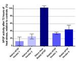 Human Heat Stable bFGF Protein in Bioactivity (Bioactivity)