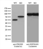 PHGDH Antibody in Western Blot (WB)