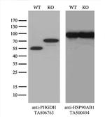 PHGDH Antibody in Western Blot (WB)