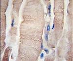PHPT1 Antibody in Immunohistochemistry (IHC)