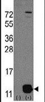 PHPT1 Antibody in Western Blot (WB)