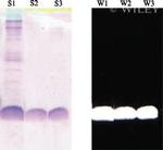 6x-His Tag (C-term) Antibody in Western Blot (WB)