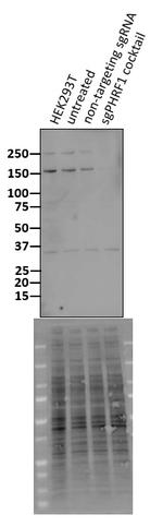 PHRF1 Antibody in Western Blot (WB)