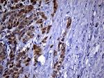 PHYHD1 Antibody in Immunohistochemistry (Paraffin) (IHC (P))