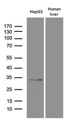 PHYHD1 Antibody in Western Blot (WB)