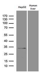 PHYHD1 Antibody in Western Blot (WB)