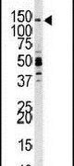 PIK3CG Antibody in Western Blot (WB)