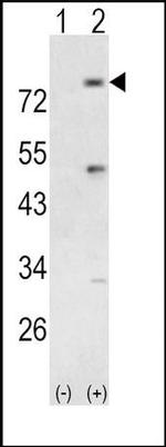 PIK3R5 Antibody in Western Blot (WB)