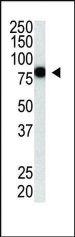PIASy Antibody in Western Blot (WB)