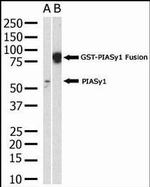 PIASy Antibody in Western Blot (WB)