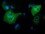 PIK3AP1 Antibody in Immunocytochemistry (ICC/IF)