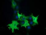 PIK3AP1 Antibody in Immunocytochemistry (ICC/IF)