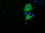 PIK3AP1 Antibody in Immunocytochemistry (ICC/IF)