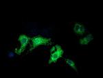PIK3AP1 Antibody in Immunocytochemistry (ICC/IF)