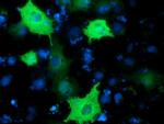 PIK3AP1 Antibody in Immunocytochemistry (ICC/IF)