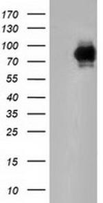 PIK3AP1 Antibody in Western Blot (WB)