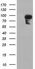 PIK3AP1 Antibody in Western Blot (WB)