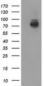 PIK3AP1 Antibody in Western Blot (WB)