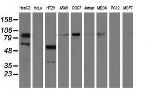 PIK3AP1 Antibody in Western Blot (WB)