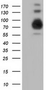 PIK3AP1 Antibody in Western Blot (WB)