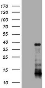 PIK3C2A Antibody in Western Blot (WB)