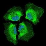 PIK3CA Antibody in Immunocytochemistry (ICC/IF)