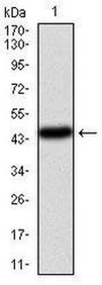 PIK3CA Antibody in Western Blot (WB)