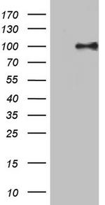 PIK3CD Antibody in Western Blot (WB)