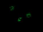 PIK3CG Antibody in Immunocytochemistry (ICC/IF)
