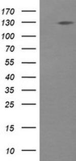 PIK3CG Antibody in Western Blot (WB)