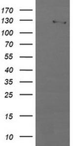 PIK3CG Antibody in Western Blot (WB)