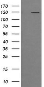 PIK3CG Antibody in Western Blot (WB)