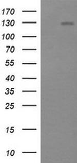 PIK3CG Antibody in Western Blot (WB)