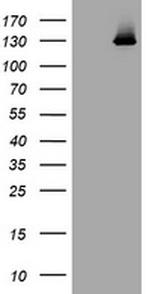 PIK3CG Antibody in Western Blot (WB)