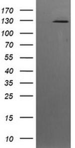 PIK3CG Antibody in Western Blot (WB)