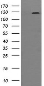 PIK3CG Antibody in Western Blot (WB)