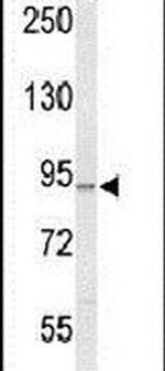 PIK3CG Antibody in Western Blot (WB)