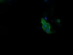 PIK3R5 Antibody in Immunocytochemistry (ICC/IF)