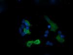 PIK3R5 Antibody in Immunocytochemistry (ICC/IF)