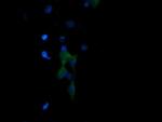 PIK3R5 Antibody in Immunocytochemistry (ICC/IF)