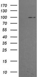 PIK3R5 Antibody in Western Blot (WB)