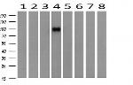 PIK3R5 Antibody in Western Blot (WB)