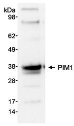 PIM1 Antibody in Western Blot (WB)